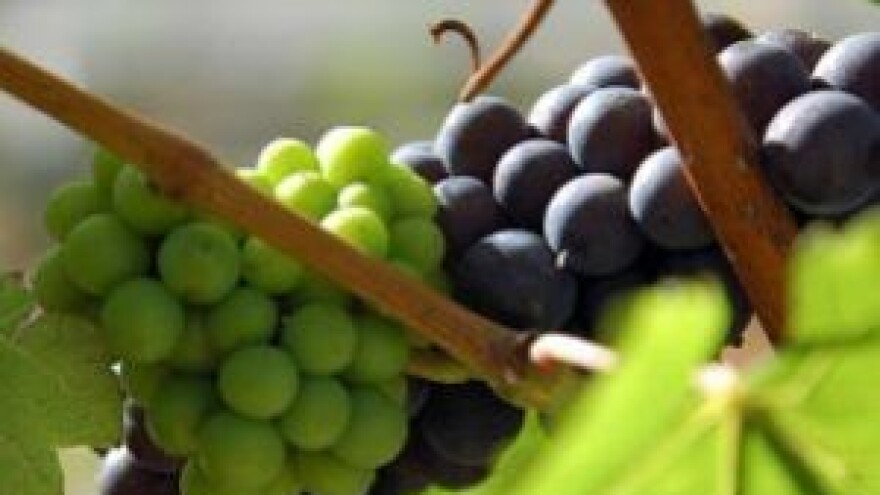 Bijela vina odlična, rose podbacio