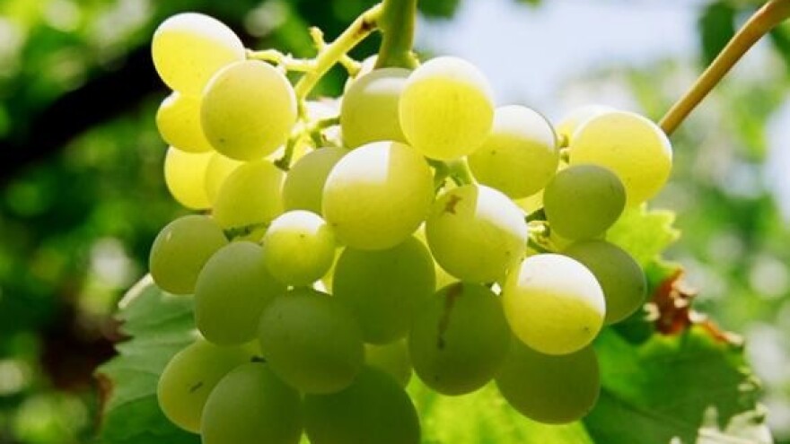 Sušenje peteljkovine problem u proizvodnji grožđa!