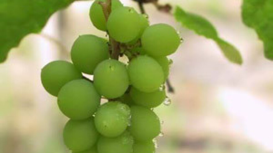 Osječka županija otvara 5 vinskih muzeja