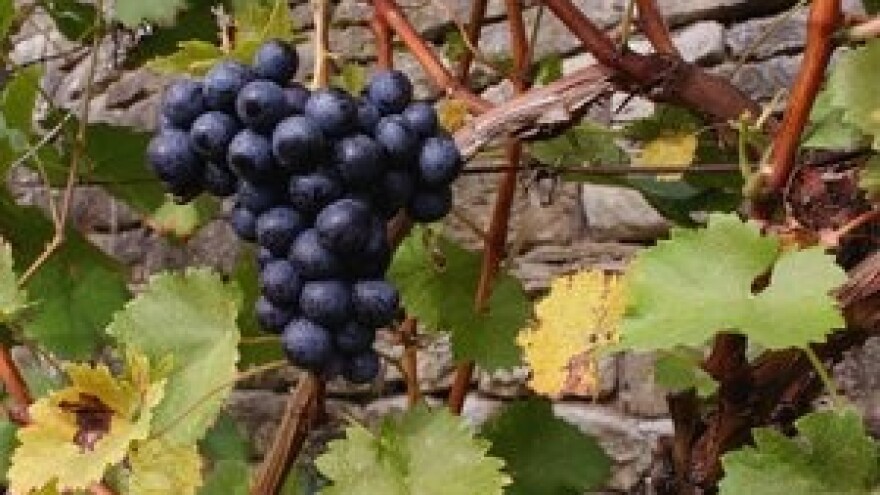 Dani vina otoka Krka