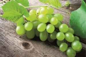 Zaštite svoje vinograde od crne pjegavosti