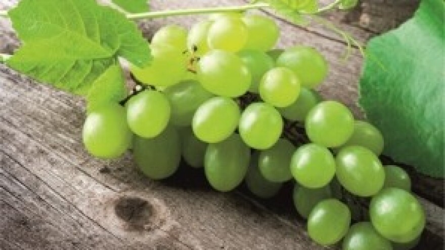 Zaštite svoje vinograde od crne pjegavosti