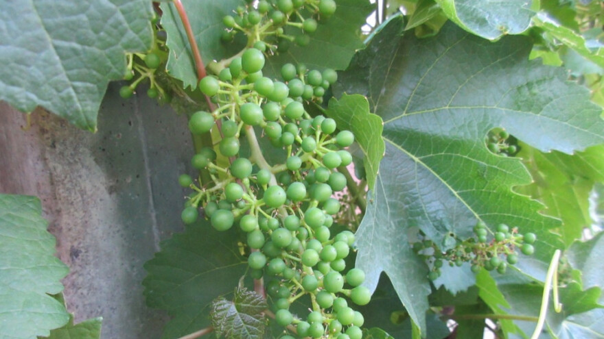 Bayer savjeti za vinogradare 19.-26.2017.