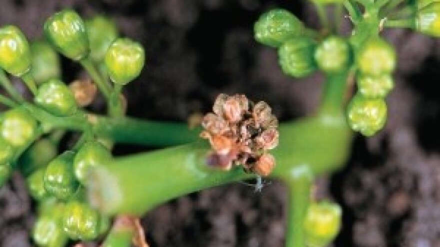 Čuvar Vašeg uroda u vinogradima i voćnjacima