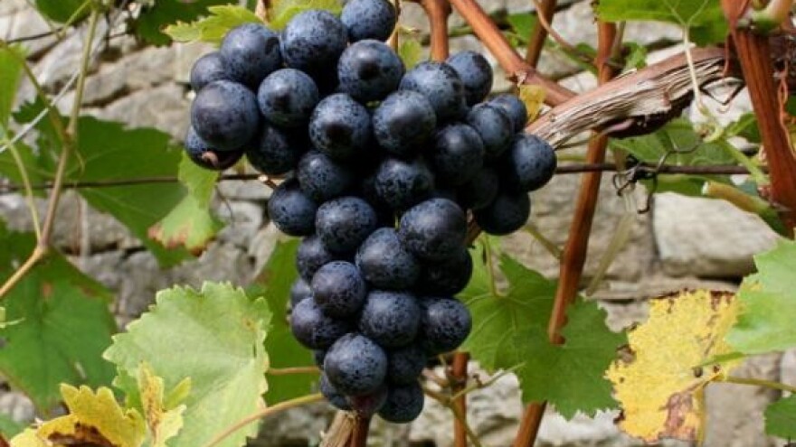 Kaštelanski crljenak uskoro autohtona sorta