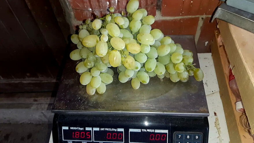 Viktorija od skoro dva kilograma: Suša prijala vinovoj lozi
