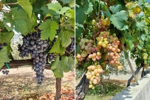 Prof. Gačić: Grožđe se nikad ranije nije bralo, ali će vino biti vrhunsko