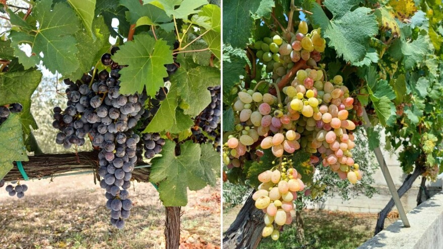 Prof. Gačić: Grožđe se nikad ranije nije bralo, ali će vino biti vrhunsko