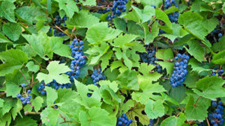 Preventivne mjere u zaštiti vinove loze