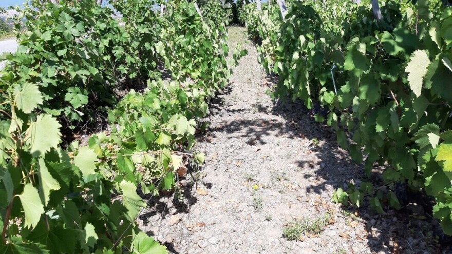 Uskoro stiže osveženje s kišom: Biće uslova za pojavu prizemnih mrazeva