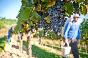 Jesmo li u vinogradarstvu preskupi?