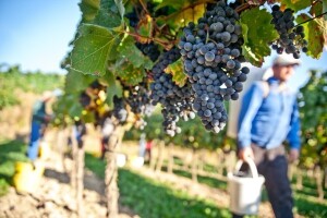 Jesmo li u vinogradarstvu preskupi?