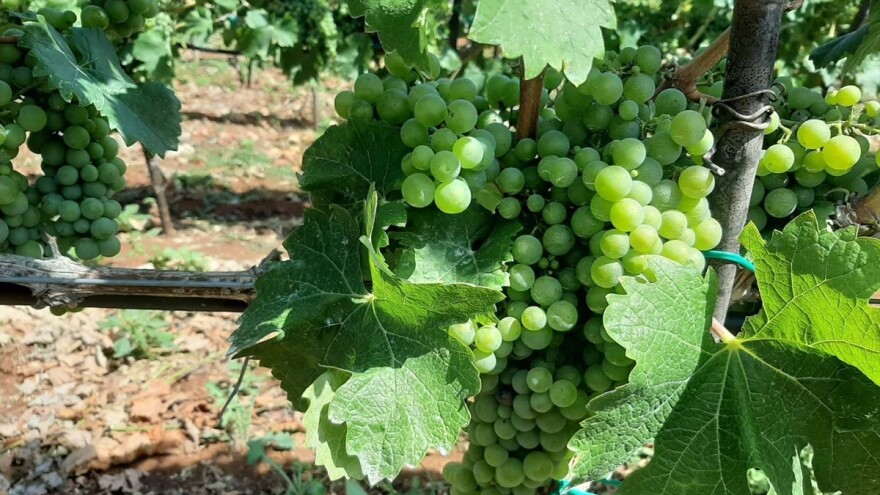 Trebinjski vinari zadovoljni - rod grožđa bit će veći nego lani