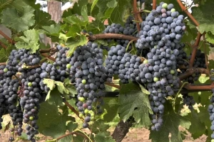 Vinogradari zadovoljni rodom grožđa - očekuje se dobar kvalitet vina
