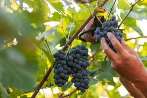 Vremenske neprilike oštetile lozu - biće vina, ali ne kao nekad