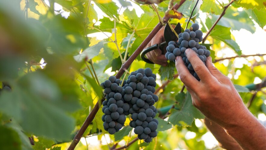 Vremenske neprilike oštetile lozu - biće vina, ali ne kao nekad