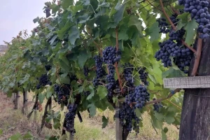 Grad uništio vinograde, ali ono što je opstalo odličnog je kvaliteta