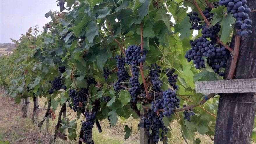 Grad uništio vinograde, ali ono što je opstalo odličnog je kvaliteta