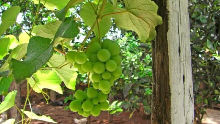 Na Tkalecu i Terbotzu novi nasadi