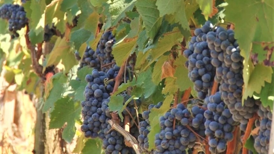 Vinogradarstvo u Valjevu - nešto novo ili tradicionalno?