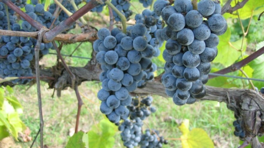 Zaštita loze od sive plijesni