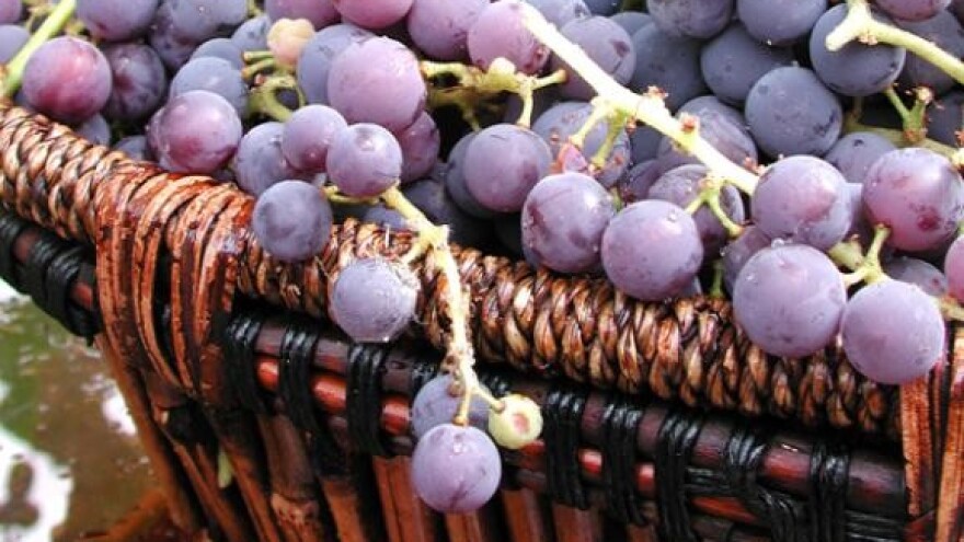 Berba 2009. iznimno bogata