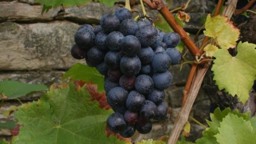 FeraVino sve uglednija vinska kuća