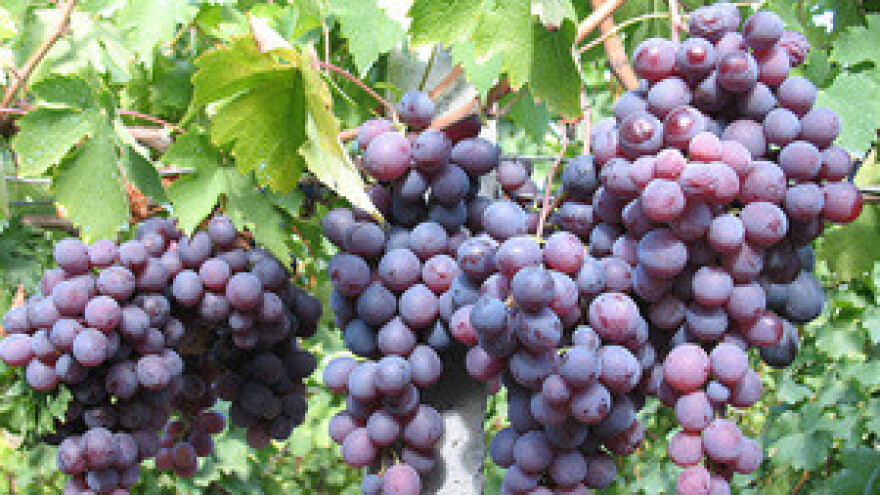 Todorić bi kupio sav crnogorski urod