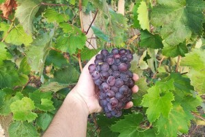 Vinogradari iz Pojezerja u problemima, Neretvani trgaju za vlastite potrebe