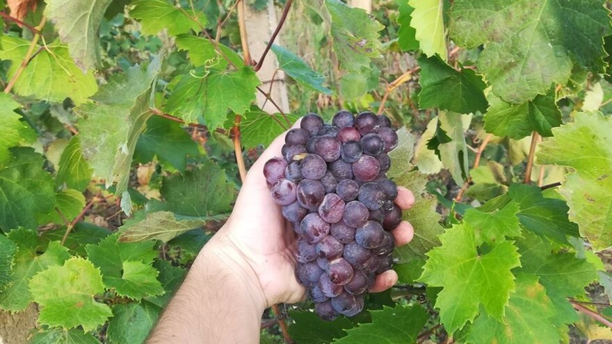 Vinogradari iz Pojezerja u problemima, Neretvani trgaju za vlastite potrebe