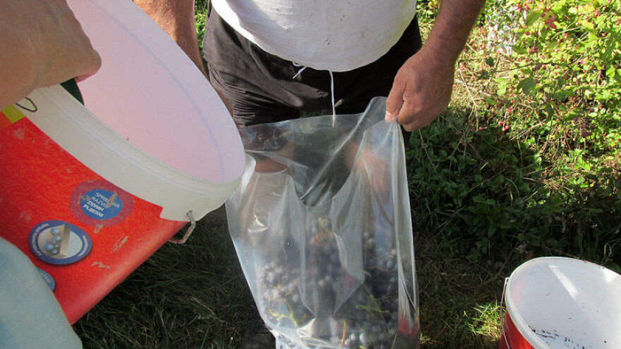 Vinari pamte bolje dane, grad uzeo danak