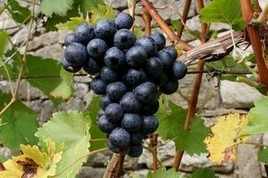 Odobrena prodaja starih zaliha prošeka