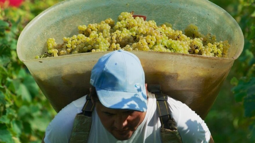 Pronađen "Cassanova" među sortama