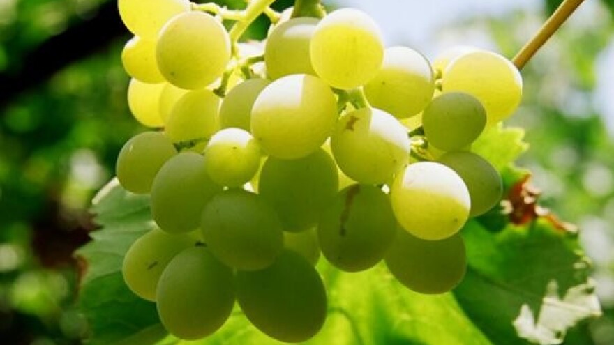 Dani vina otoka Krka - Vrbnik 2009.