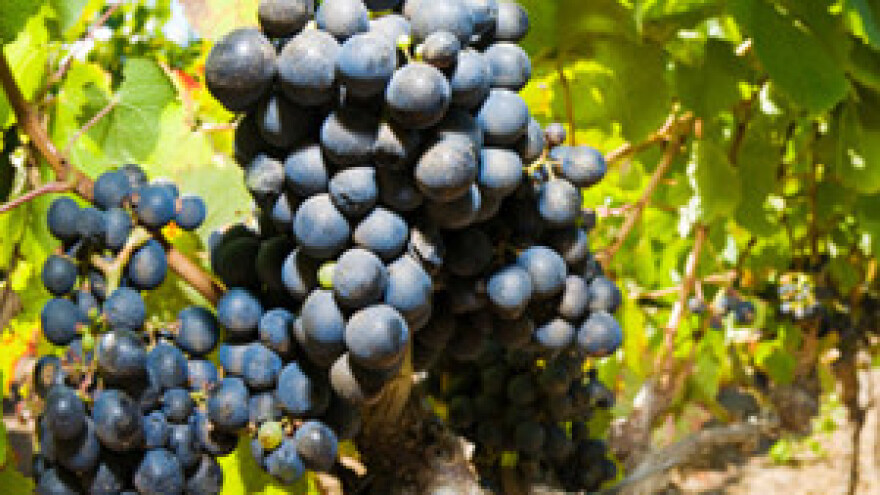 Tradicionalna vinarska manifestaca