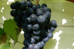 Zagorska vina na Danima boba i blitve u Supetru