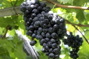 Stižu nova crna vina s Korlata