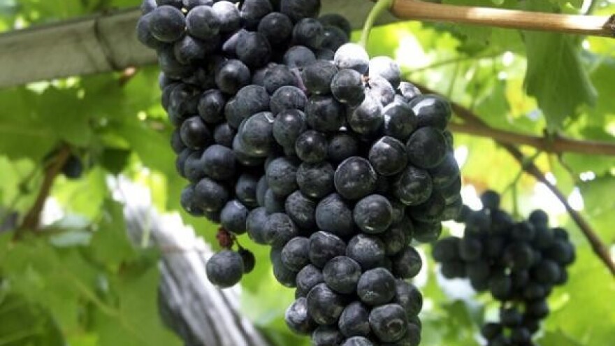 Stižu nova crna vina s Korlata