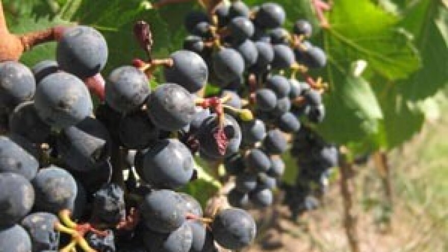 Propast Dalmacijavina