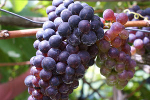 Dalmacija Wine Expo u Makarskoj
