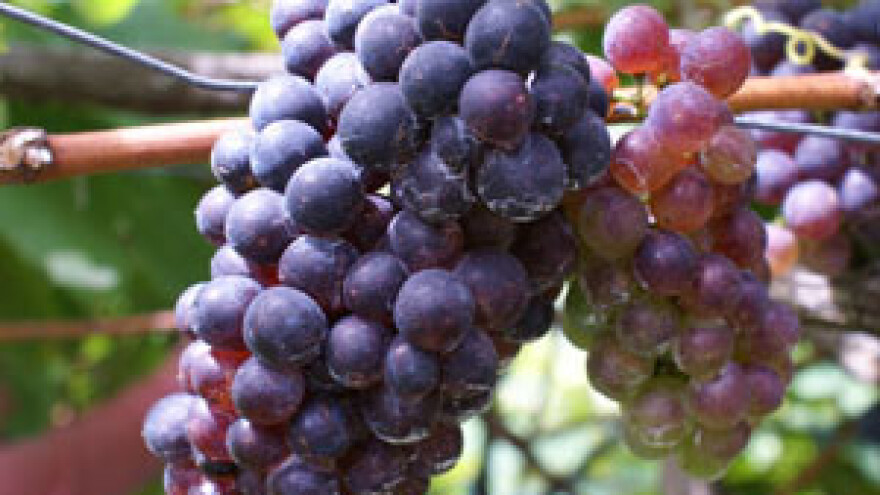 Dalmacija Wine Expo u Makarskoj