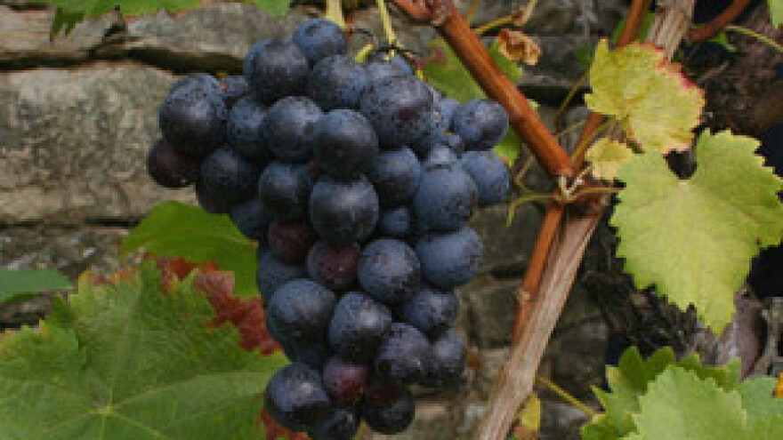 Ulaskom u EU zabrana sadnje novih nasada loze i maslina