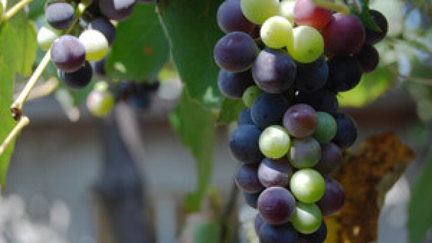 Nužno brendiranje Hrvatske kao vinske zemlje