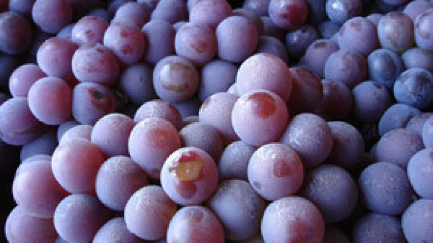 Splitski vinari blokirat će idućeg tjedna trajektnu luku