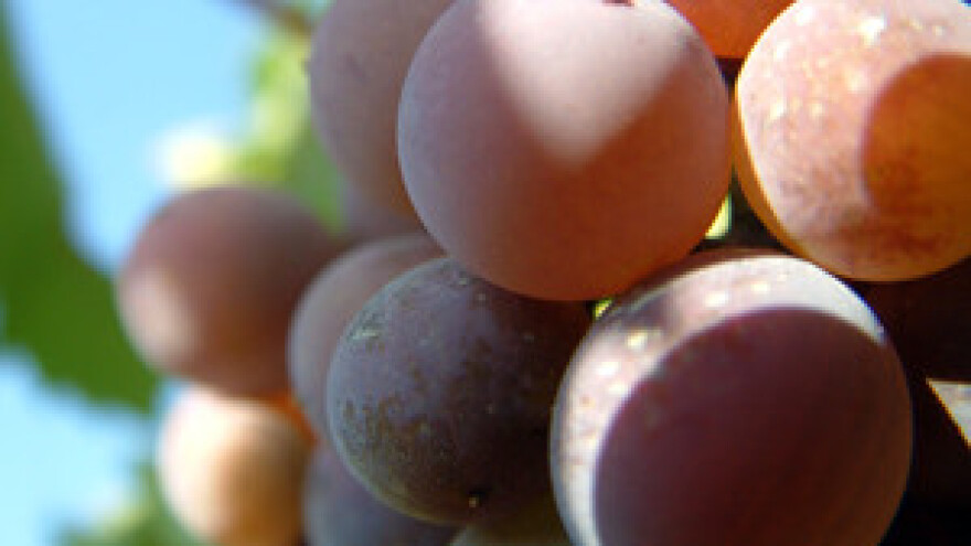 Poljoprivredne zadruge Dingač financijskim problemima