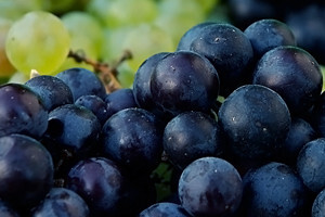 Sajam "VINO - KAP" 2011.