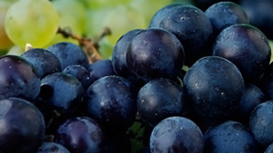 Sajam "VINO - KAP" 2011.