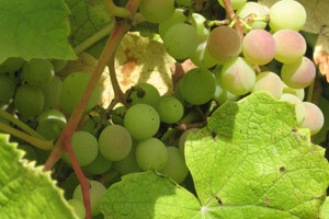 Predstavljamo Kokot Agro d.o.o.