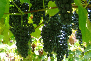 Mikrobio pripravak Thiofer u vinogradarstvu