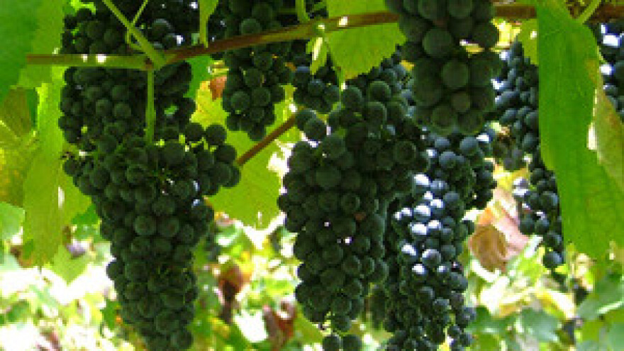 Mikrobio pripravak Thiofer u vinogradarstvu